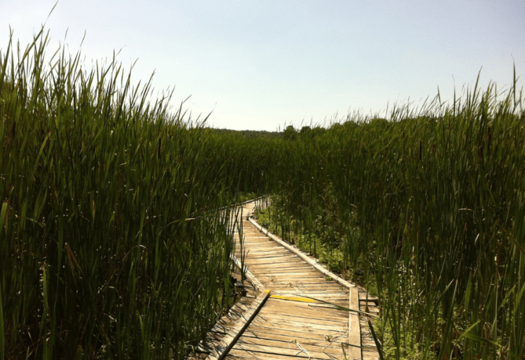A clear wooden path leading through tall grass, representing a journey or progress in nature.
