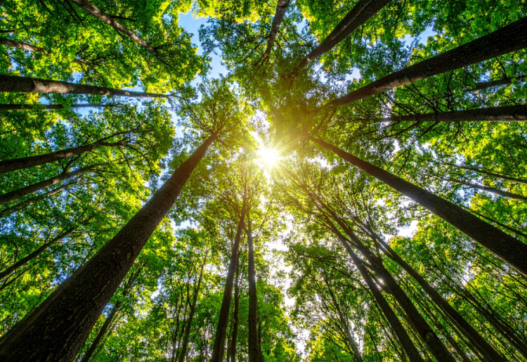 Sunburst through a green forest canopy in Oregon, highlighting vibrant summer leaves and tall trees.